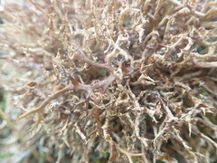 Cladonia aueri