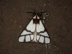 Anaphe panda