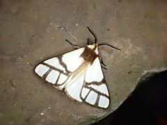 Anaphe panda