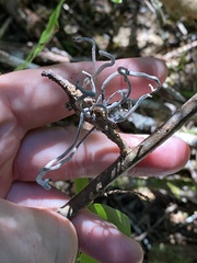 Exobasidium parvifolii