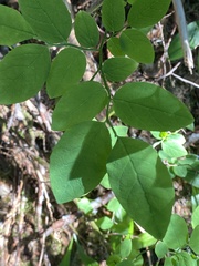 Exobasidium parvifolii