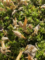 Pseudocherleria macrocarpa