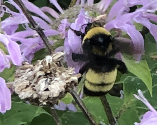 Black-and-gold Bumble Bee