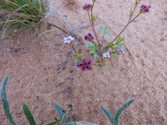 Trachymene cyanopetala