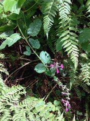 Stachys chamissonis cooleyae