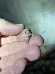 Hemidactylus turcicus