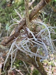 Exobasidium parvifolii