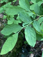 Exobasidium parvifolii