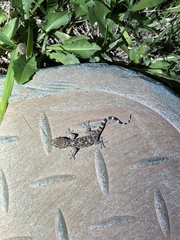 Hemidactylus turcicus