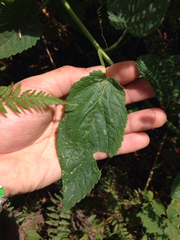 Stachys chamissonis cooleyae