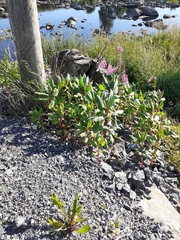 Impatiens glandulifera
