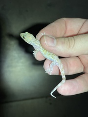 Hemidactylus turcicus