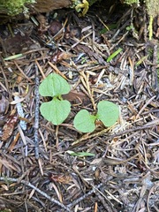 Neottia cordata