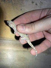 Hemidactylus turcicus