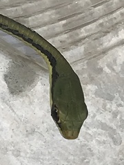 Dendrelaphis pictus