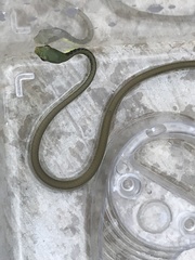 Dendrelaphis pictus