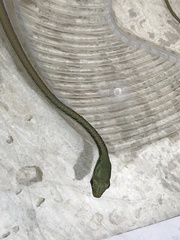 Dendrelaphis pictus