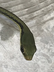 Dendrelaphis pictus