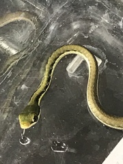Dendrelaphis pictus