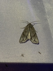 Andropolia