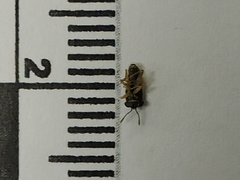 Geocoris lividipennis