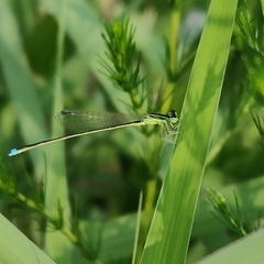 Ischnura asiatica