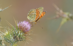Argynnis elisa