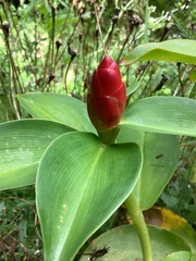Costus woodsonii