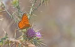 Argynnis elisa