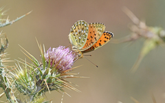 Argynnis elisa