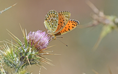 Argynnis elisa