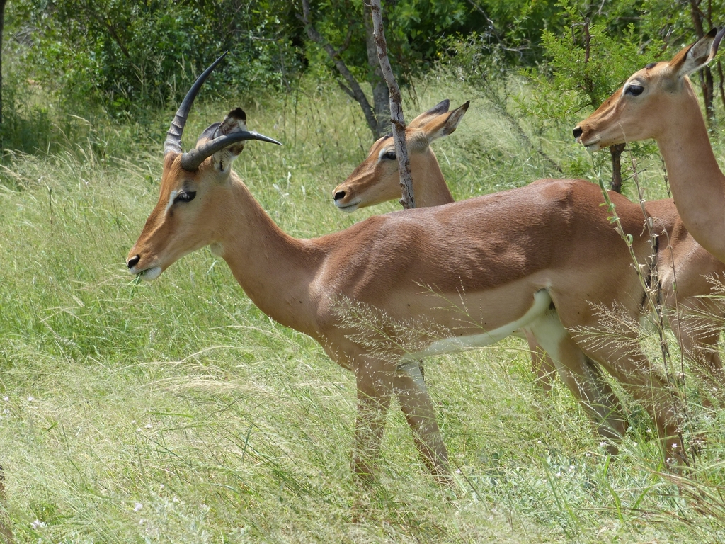 Common Impala from Kruger Park, Afrique du Sud on March 6, 2017 by ...