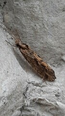 Plectrocnemia conspersa