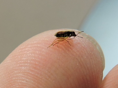 Geocoris lividipennis