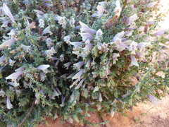 Prostanthera serpyllifolia microphylla