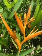 Heliconia psittacorum