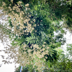 Styphnolobium japonicum