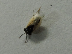 Geocoris lividipennis