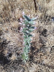 Echium glomeratum