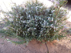 Prostanthera serpyllifolia microphylla