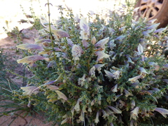 Prostanthera serpyllifolia microphylla