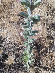 Echium glomeratum