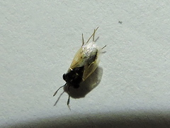 Geocoris lividipennis