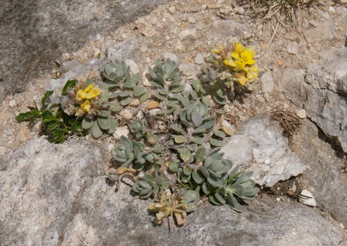 Alyssum pirinicum