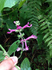 Stachys chamissonis cooleyae