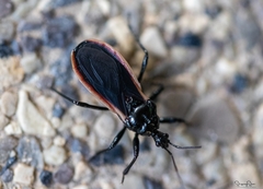 Ectrychotes andreae
