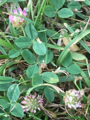 Trifolium