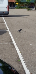 Corvus monedula