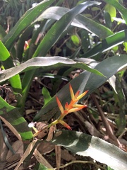 Quesnelia liboniana