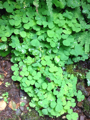 Oxalis oregana